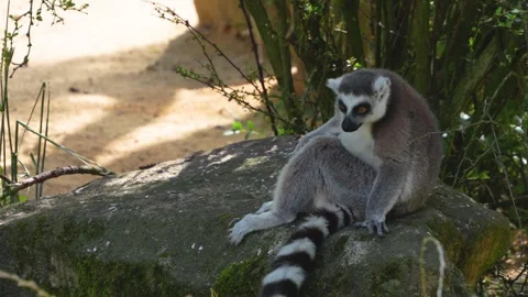 Close up of a ring-tailed lemurs Vídeos de archivo 301891087