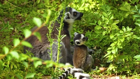 Close up of a ring-tailed lemurs Stock Footage 301893046