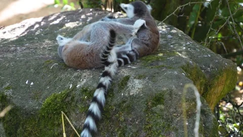 Close up of a ring-tailed lemurs Видео 301893473