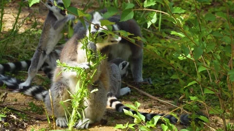 Close up of a ring-tailed lemurs Vídeos de archivo 302110522