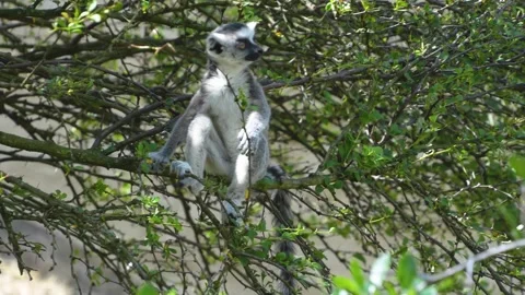 Close up of a ring-tailed lemurs 库存影片 302110669