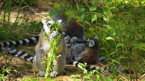 Close up of a ring-tailed lemurs Vidéo 302114540