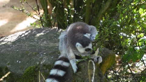 Close up of a ring-tailed lemurs Vídeo Stock 302114650