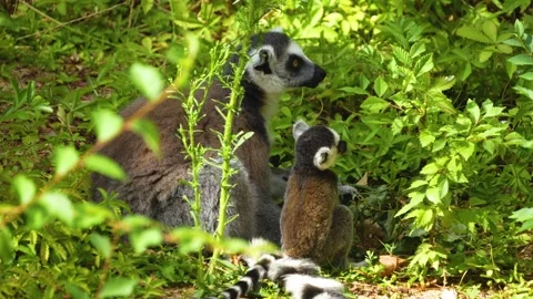 Close up of a ring-tailed lemurs Видео 302119450