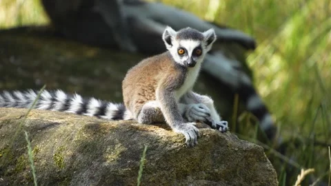 Close up of a ring-tailed lemurs 動画素材 302119517