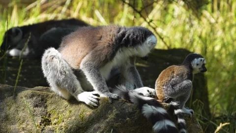Close up of a ring-tailed lemurs Vidéo 302119592