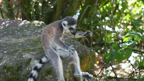 Close up of a ring-tailed lemurs Vidéo 302119641