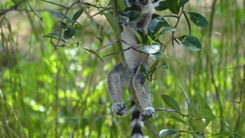 Close up of a ring-tailed lemurs 库存影片 302119711