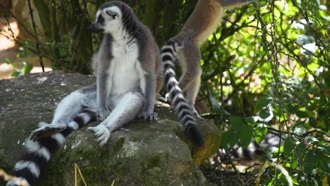 Close up of a ring-tailed lemurs 库存影片 302121538