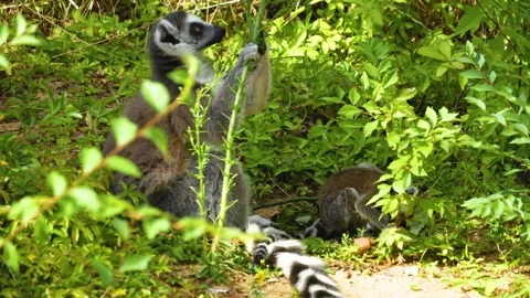 Close up of a ring-tailed lemurs Видео 302121674