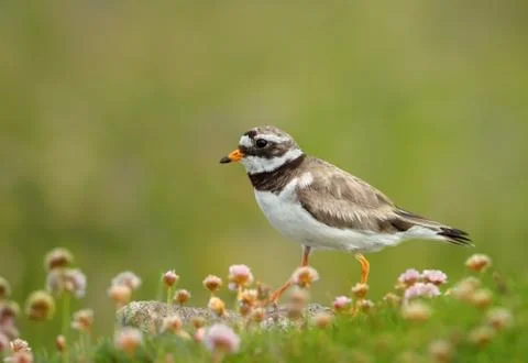 Close up of a Ringed plover walking in thrift flowers Stock Photos
