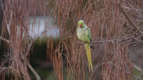 Close up of Ringneck parrot perched on tree branch, then flying away. Stock Footage 280746400