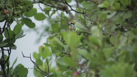 Close up of Ringneck parrot picking cashew from tree with its claw to eat. Stock Footage 273548542