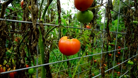 Close up of ripe and green tomatoes hanging from dying vines after first frost Video stock 331829165