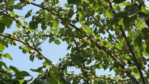 Close Up of Ripe Apricots Hanging on Tree Branch in Kashmir, India Stock Footage 338040670