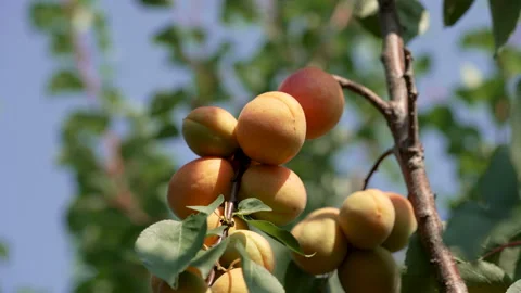 Close-up of ripe apricots on the tree. 스톡 동영상 159438581