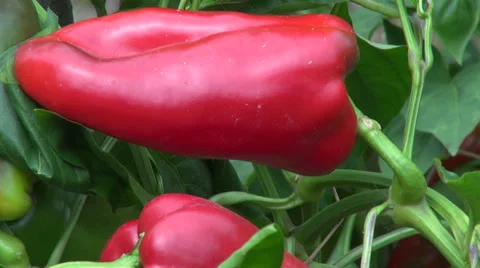 Close up of ripe bell peppers, capsicum, organic farm, vegetable garden Stock Footage 30587899