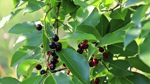 Close-up of ripe black cherries hanging on a branch with green leaves Stock Footage 331500982