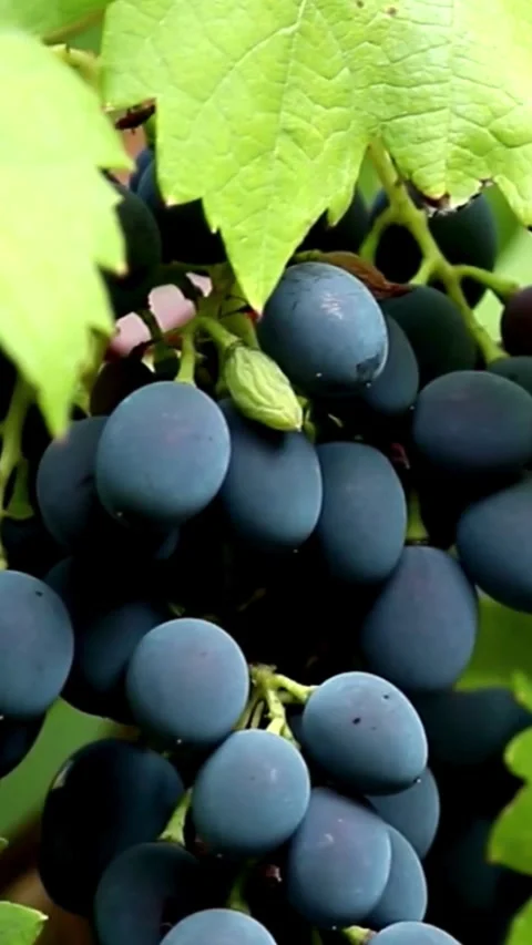 Close-Up of Ripe Black Grapes Hanging on Vine with Green Leaves 스톡 동영상 341365416