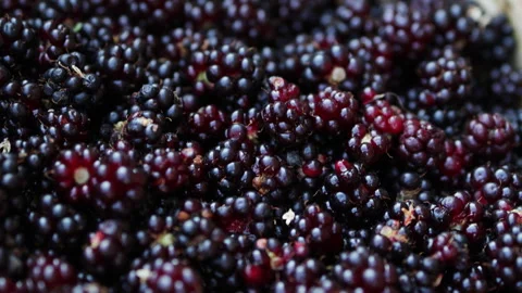 Close up of ripe blackberries. Stock Footage 315032597