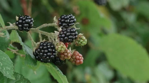 Close up of ripe blackberry fruit on brambles in summer. 4K locked tripod Stock Footage 159398096