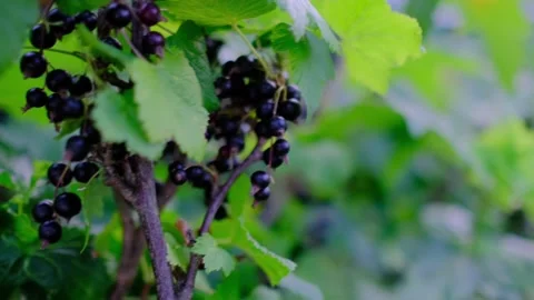 Close-Up of Ripe Blackcurrants Growing on Leafy Garden Bush Stock Footage 344400081