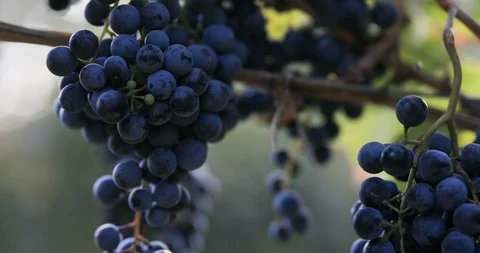 Close up of ripe blue grapes on grapevine Stock Footage 95398122