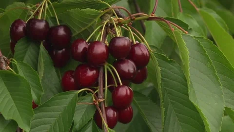 Close up of ripe cherries on branch Stock Footage 331344372