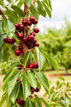 Close up of Ripe Cherries on Fruit Tree Stock Photos