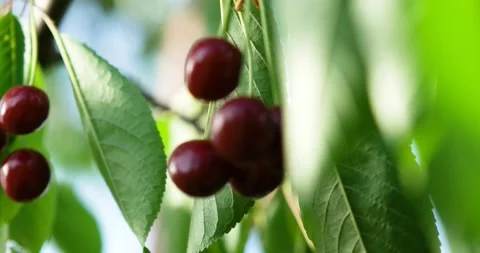 Close Up of Ripe Cherries Hanging From a Cherry Tree Branch Stock-Footage 197328078