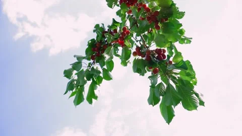 Close-up of ripe cherries hanging on a tree against the sky. The branch sways in Stock Footage 229908788