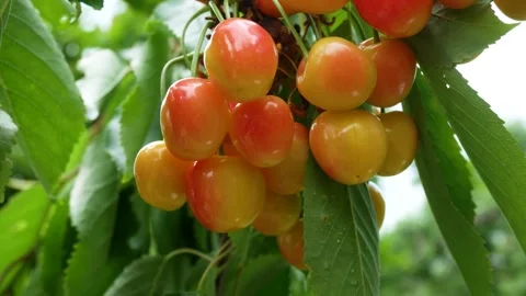Close-up of ripe cherries on a tree Stock Footage 348138361