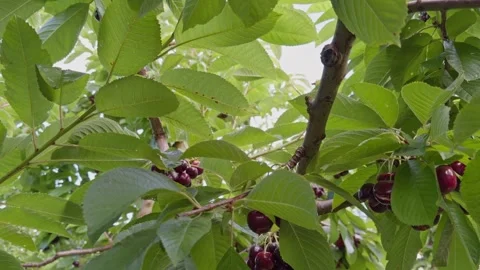 Close-up of ripe cherry fruit on branch. Stock Footage 341690528