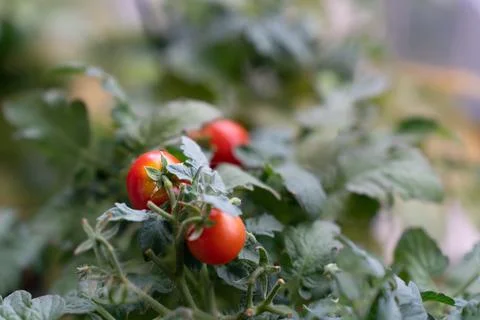 Close-up of ripe cherry tomatoes Tiny Tim Tomato on a bush grown at home on a Stock Photos