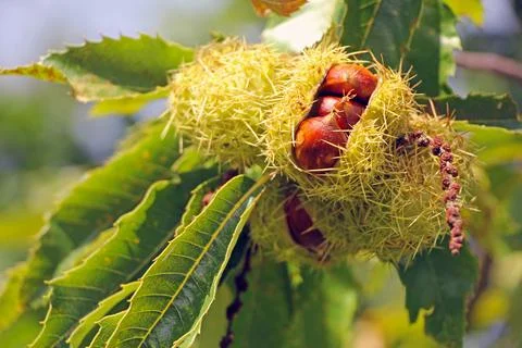 Close up of a ripe chestnut on a tree Foto stock