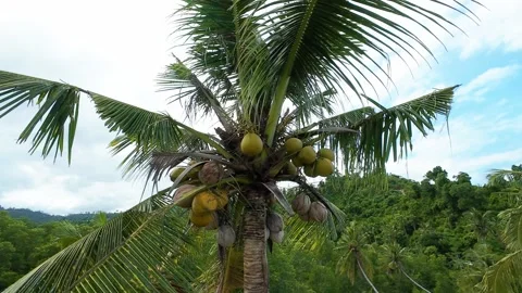 Close-up of ripe coconuts hanging on a palm tree in tropical Palawan Vídeo Stock 319434278