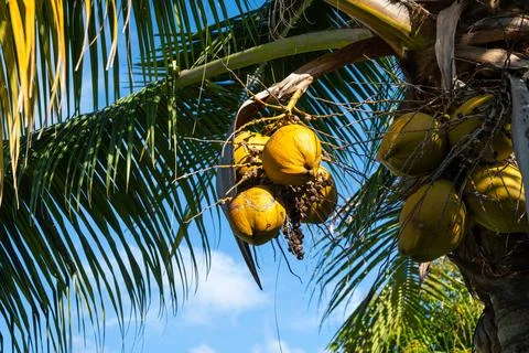 Close-up of ripe coconuts on a palm tree in Nuku Hiva, Marquesas, French Po.. Stock Photos