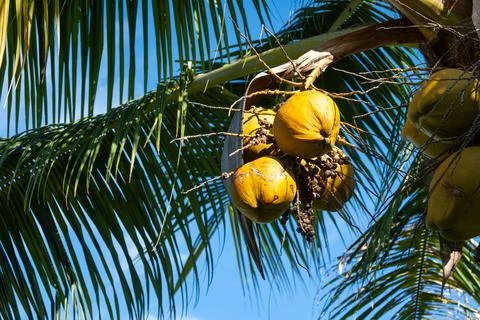 Close-up of ripe coconuts on a palm tree in Nuku Hiva, Marquesas, French Po.. Stock Photos