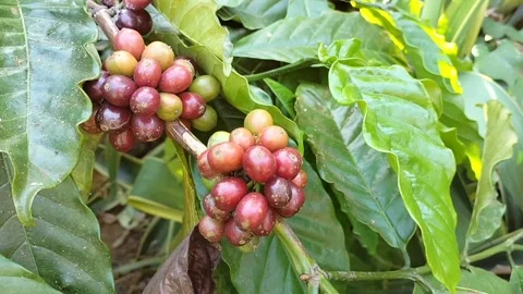 Close-up of ripe coffee cherries growing on a coffee plant 库存影片 339304279