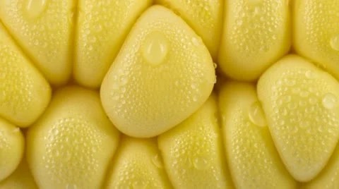 Close-up of ripe corn on the cob zoom out Stock Footage 10922780