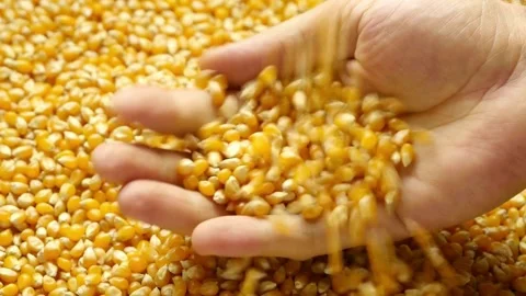 Close-up of ripe corn kernels in farmer's hands, cereal background, golden 库存影片 336580989