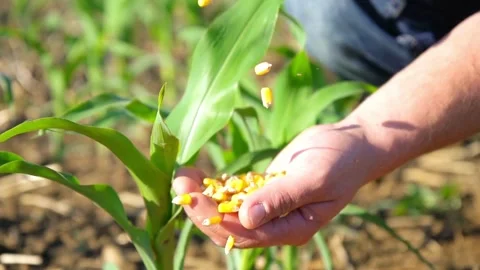 Close-up of ripe corn kernels in farmer's hands, cereal background, golden Stock Footage 336581190