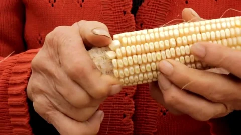 Close-up of ripe corn kernels in farmer's hands, cereal background, golden Stock Footage 336581191