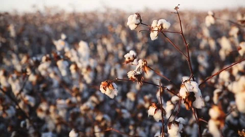 Close-up of ripe cotton boll at wind Stock Footage 80934941