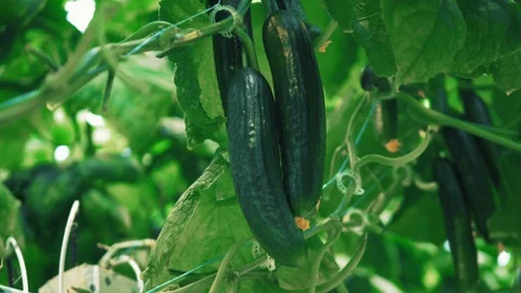 Close up of ripe cucumbers growing in clusters Stock Footage 126532125