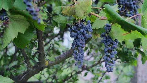 Close-up of ripe dark grapes hanging on a vine with lush green leaves in a su Stock Footage 341917891