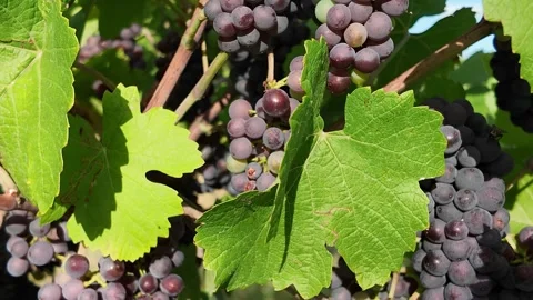 Close-up of ripe dark grapes hanging on vines with green leaves in sunlight. Stock-Footage 343440202