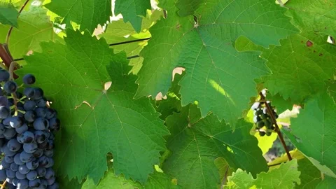 Close-up of ripe dark grapes hanging on the vine with lush green leaves Stock Footage 343440542