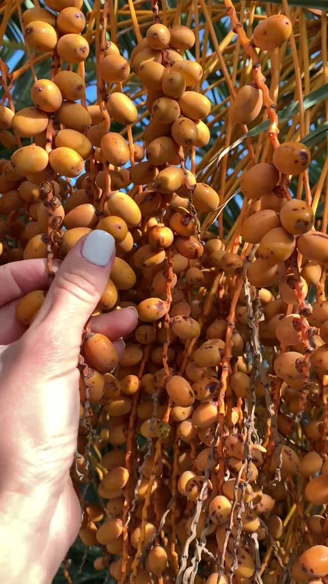 Close-up of ripe dates swaying in the breeze on a palm tree in Costa del Sol Stock Footage 304125048