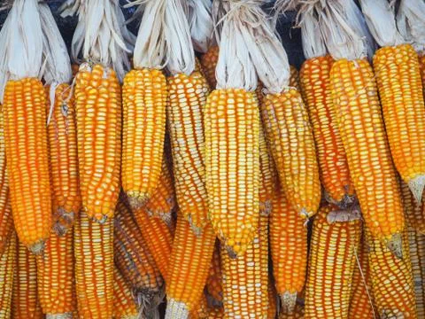 Close-up of ripe dried corn cobs hanging Stock Photos